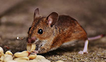 24 Hour & Emergency Exterminators in Relief, NC